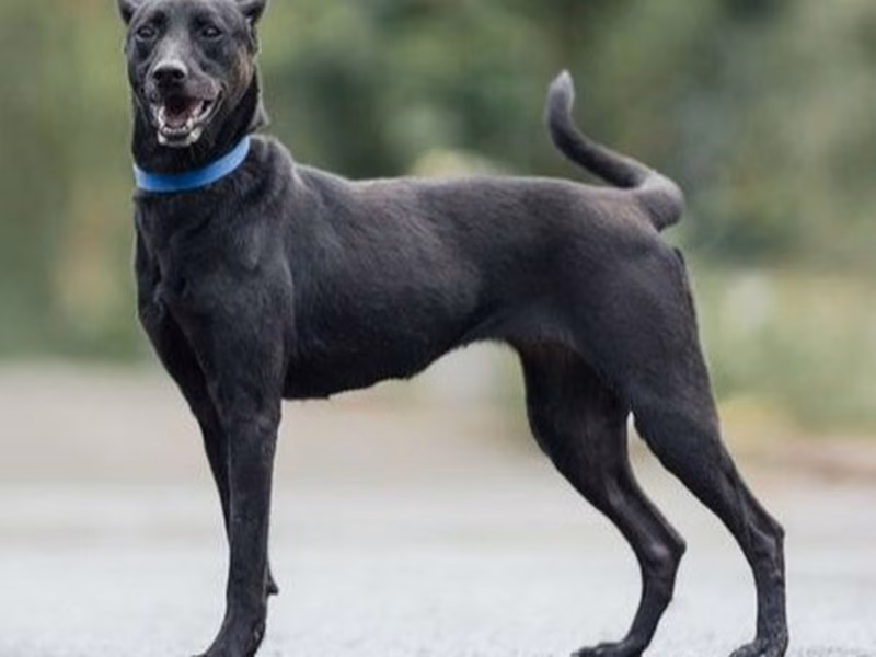 Black adult female mixed-breed dog, Medium, shelter no. …0003