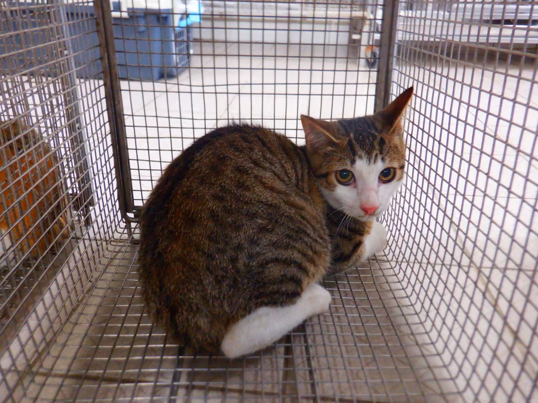 Tabby-and-white adult male mixed-breed cat, Small, shelter no. …13C8