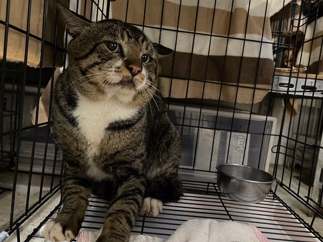 Tabby-and-white adult male mixed-breed cat, Medium, shelter no. …2904