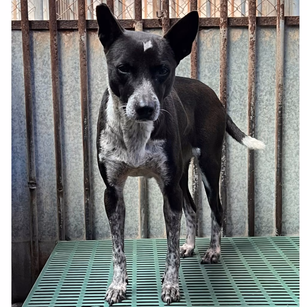 Black-and-white adult female mixed-breed dog, Medium, shelter no. …9001