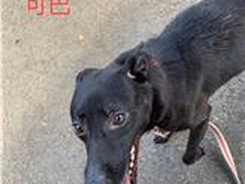Black adult female mixed-breed dog, Medium, shelter no. …0605