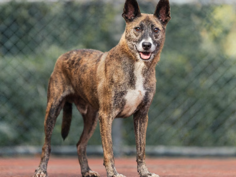Tabby adult male mixed-breed dog, Medium, shelter no. …1105