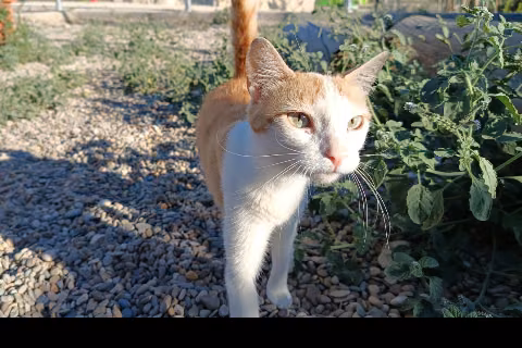 Jaquetona, Adult · Female · European Shorthair