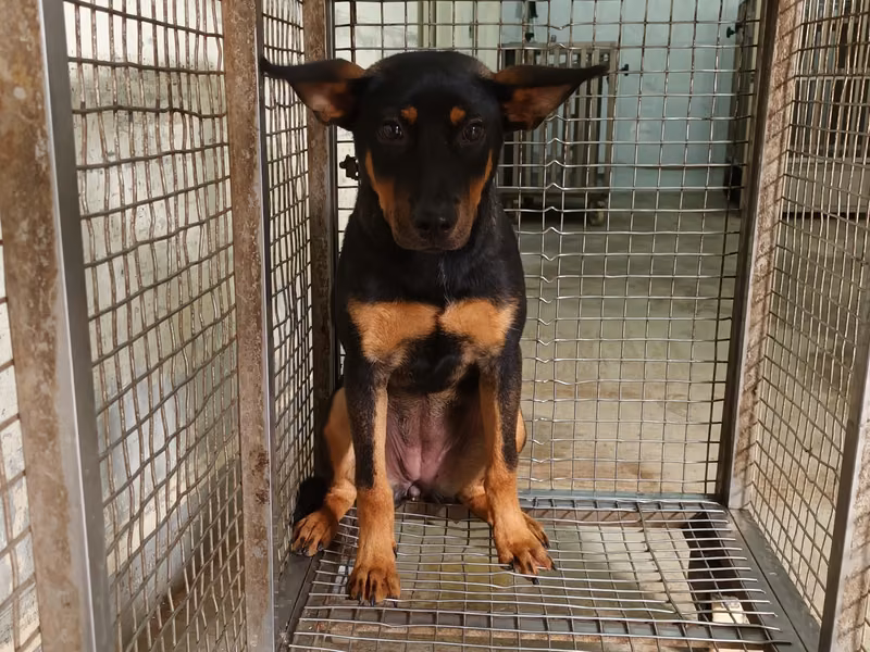 Black-and-tan adult female mixed-breed dog, Medium, shelter no. …3003