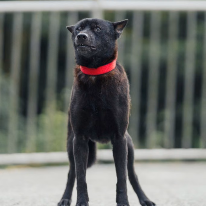 Black adult male mixed-breed dog, Medium, shelter no. …2004