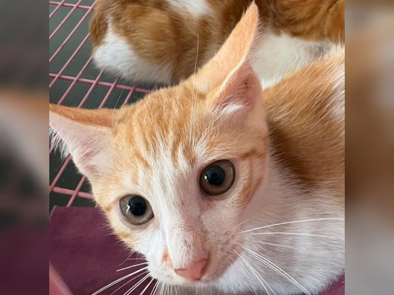 Orange-and-white adult female mixed-breed cat, Medium, shelter no. …3010