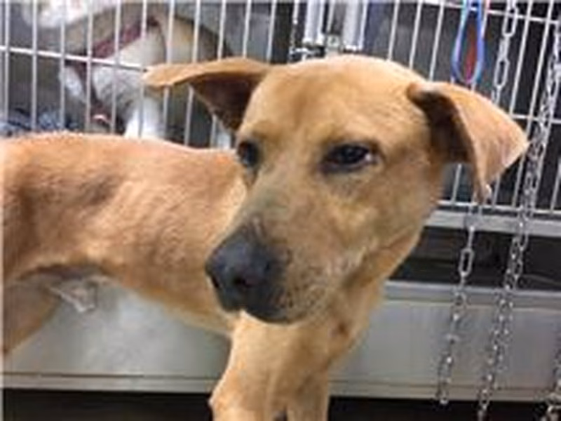Tan adult male mixed-breed dog, Medium, shelter no. …0103