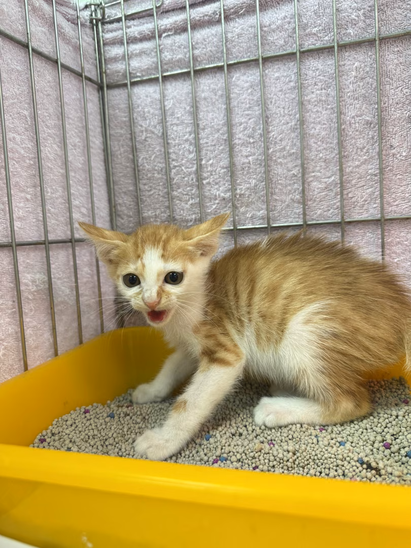 Orange-and-white young male mixed-breed cat, Small, shelter no. …9002