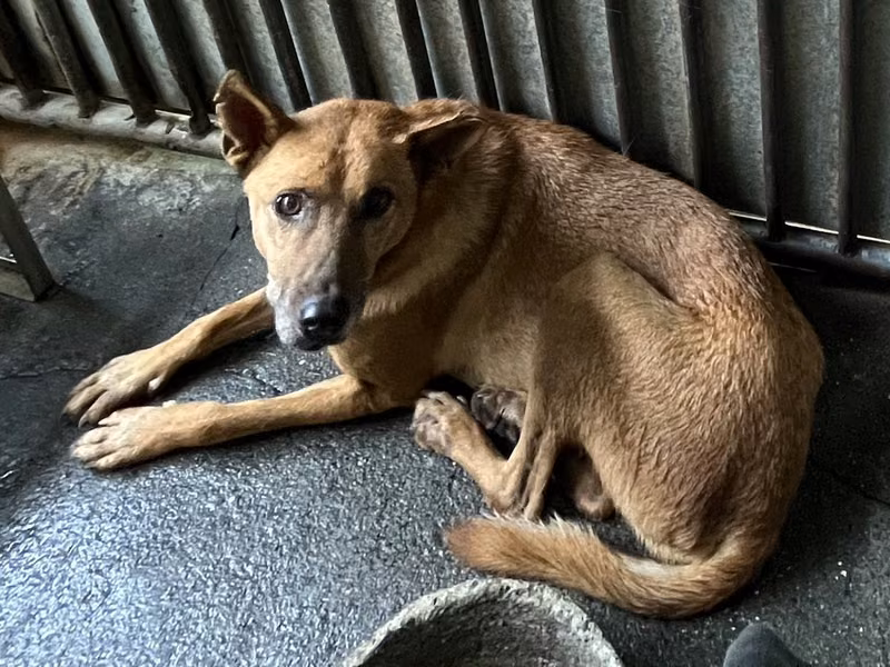 Tan adult male mixed-breed dog, Medium, shelter no. …7002