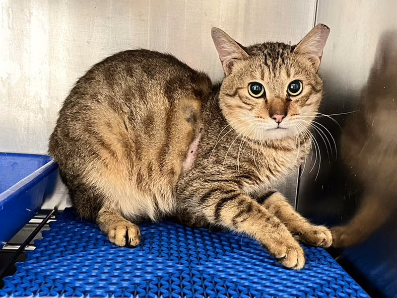 Black tabby adult male mixed-breed cat, Medium, shelter no. …9004