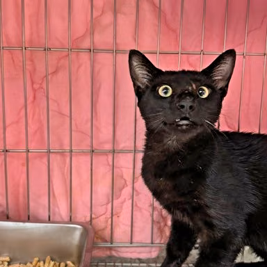 Black adult mixed-breed cat, Medium, shelter no. …8001