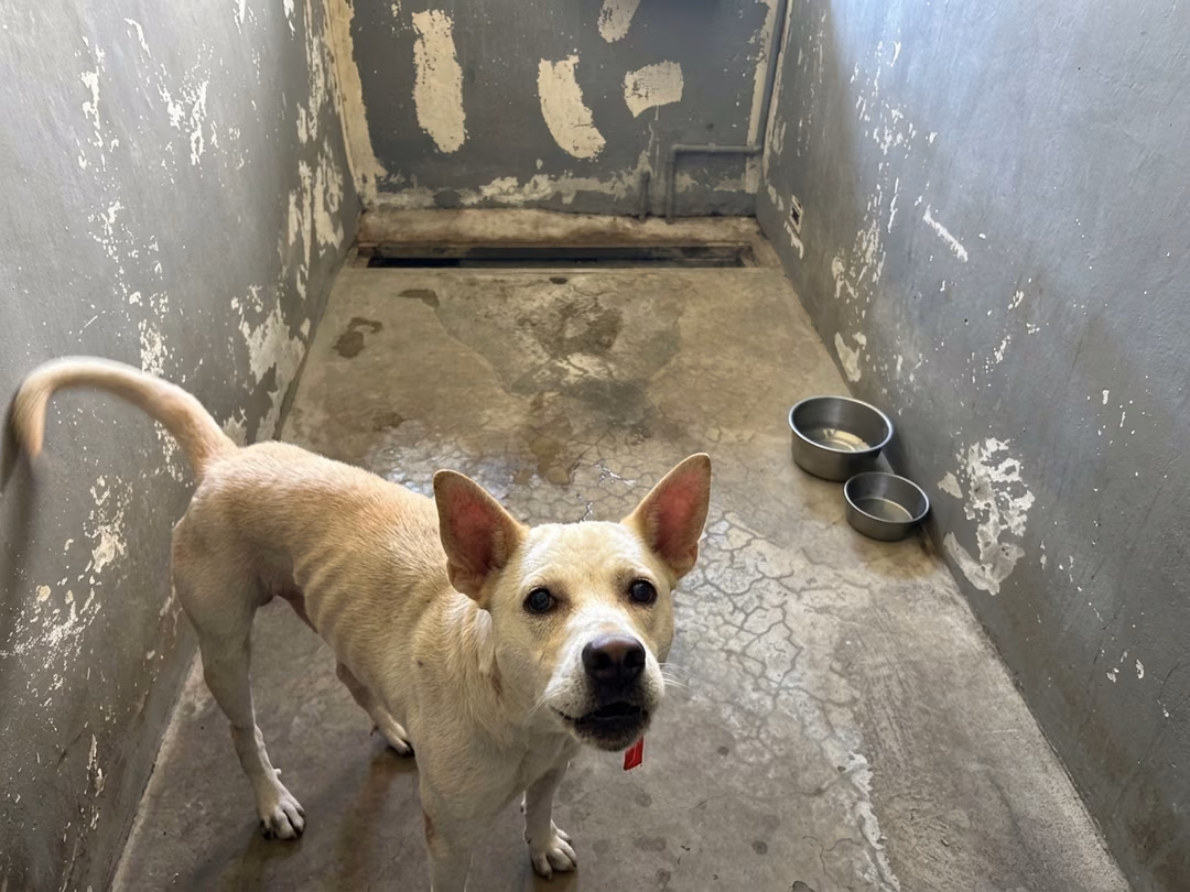 White adult male mixed-breed dog, Medium, shelter no. …4001