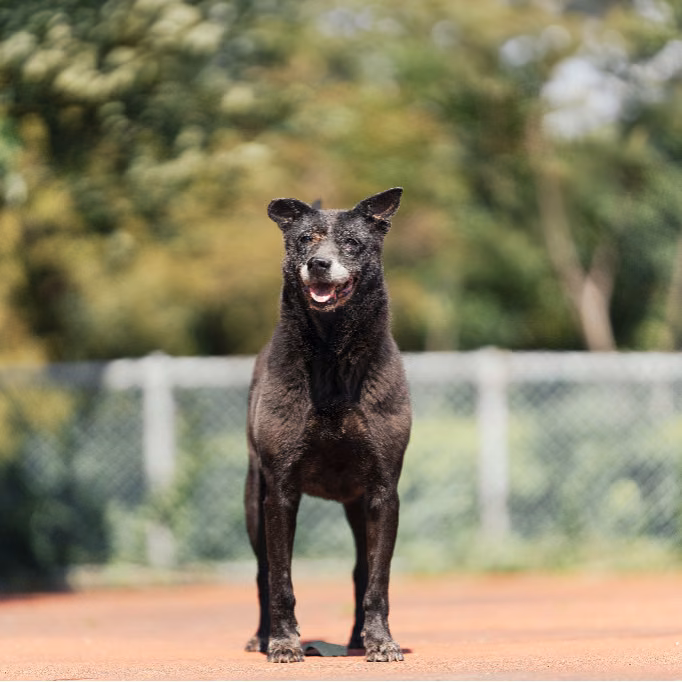 Black adult female mixed-breed dog, Medium, shelter no. …2902