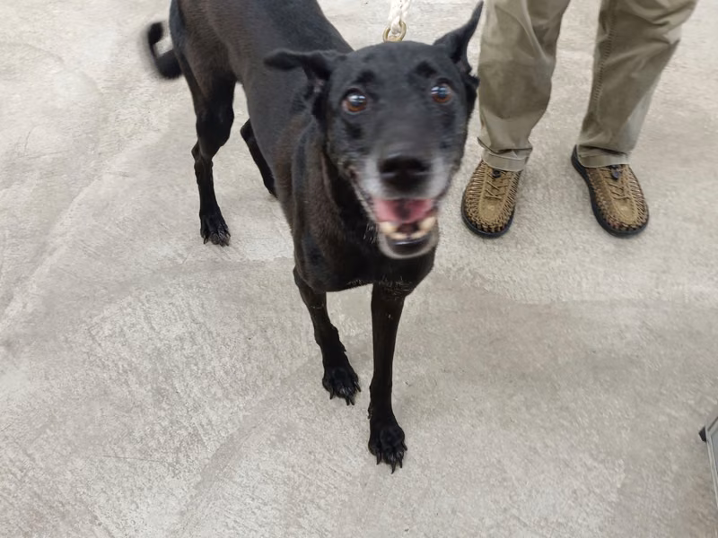 Black adult male mixed-breed dog, Medium, shelter no. …0602