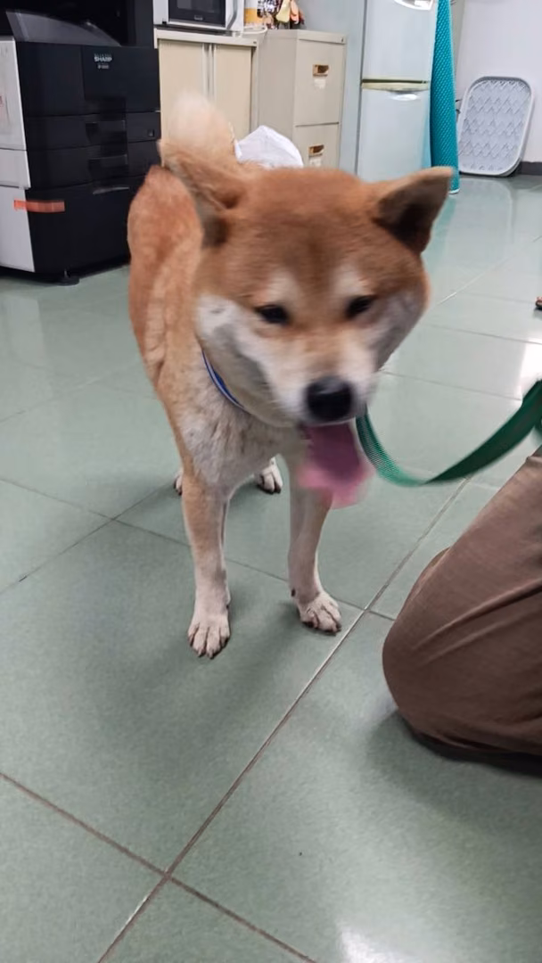 Tan adult male Shiba Inu, Medium, shelter no. …3-19