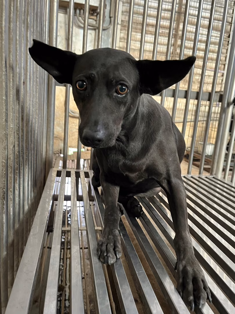 Black adult female mixed-breed dog, Medium, shelter no. …4002