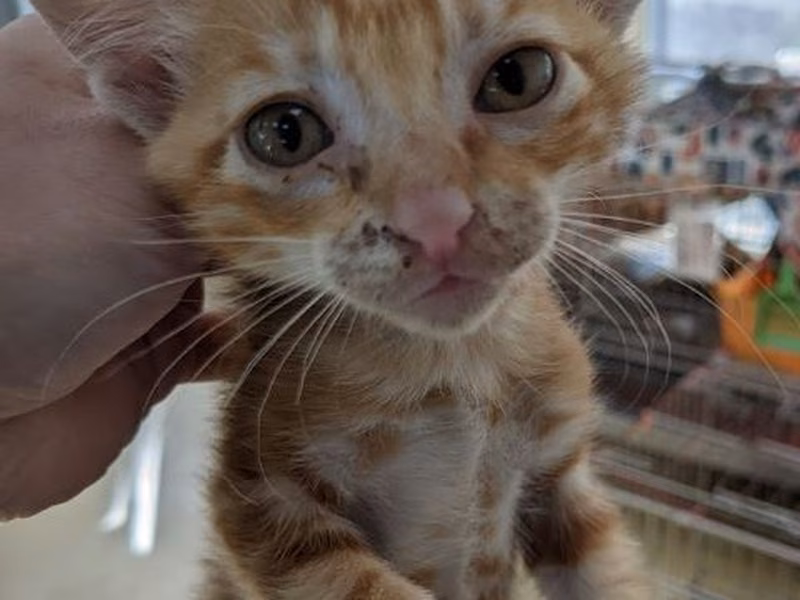 Orange tabby young male mixed-breed cat, Small, shelter no. …1009