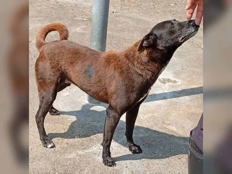 黑色成年母混種犬，大型, 收容編號 …047D