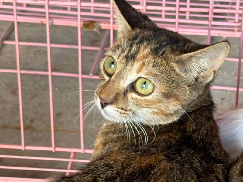 Tabby adult female mixed-breed cat, Medium, shelter no. …0005