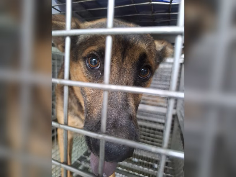 Tan adult male mixed-breed dog, Medium, shelter no. …1-06