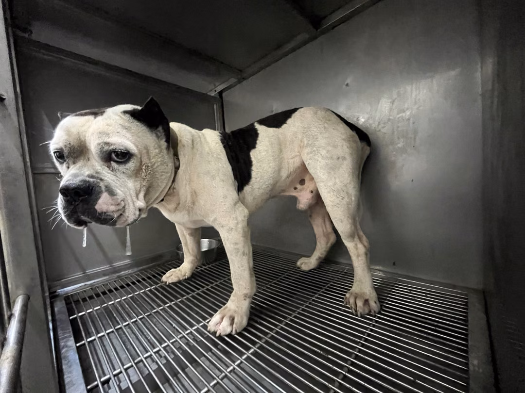 Black-and-white adult male American Bully, Medium, shelter no. …1803