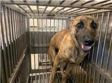 Tabby adult male mixed-breed dog, Medium, shelter no. …9002