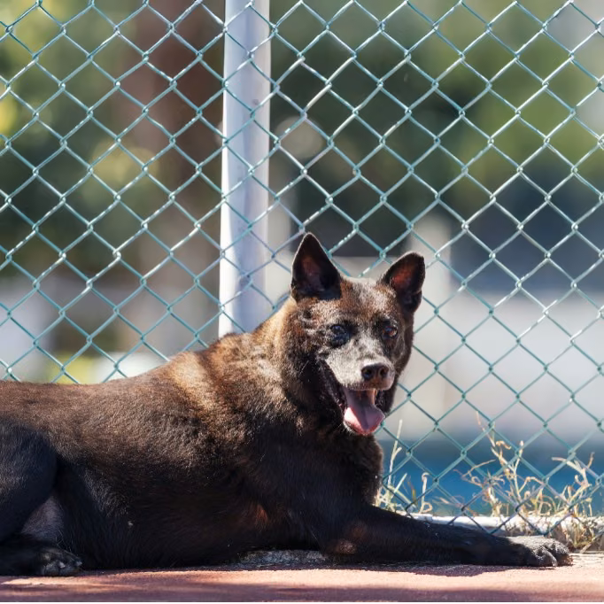 Black adult male mixed-breed dog, Medium, shelter no. …1609
