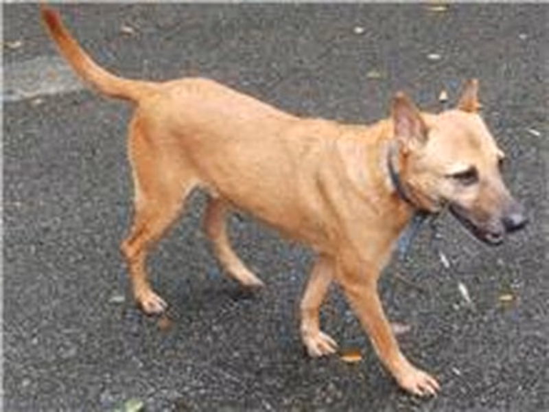 Tan adult male mixed-breed dog, Medium, shelter no. …0102