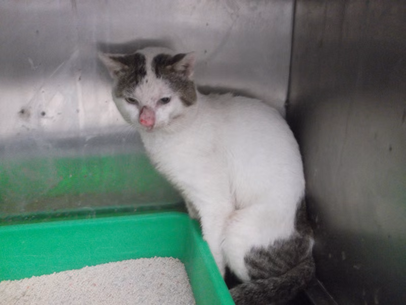White adult male mixed-breed cat, Large, shelter no. …C1-1