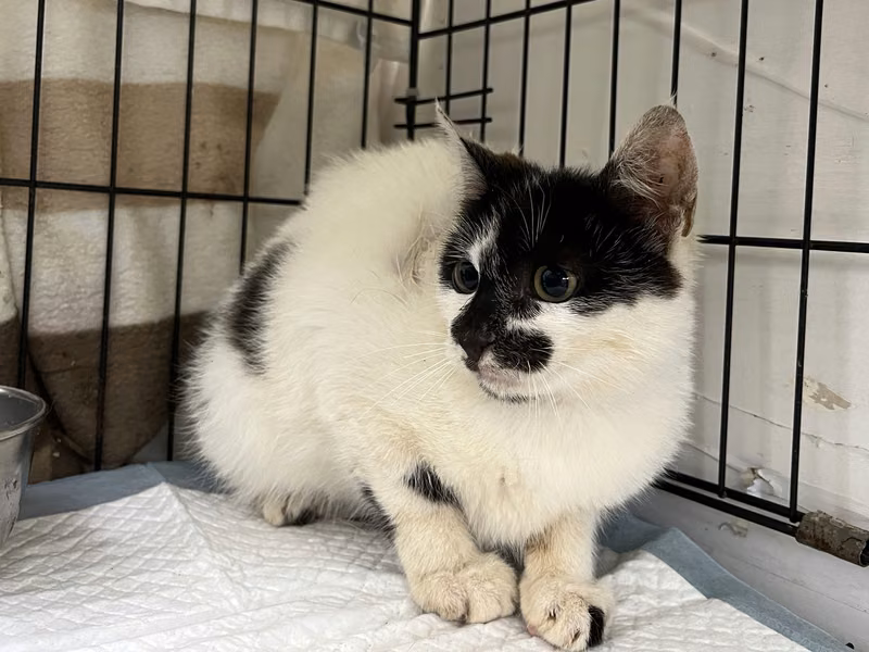 Black-and-white young female mixed-breed cat, Small, shelter no. …2505