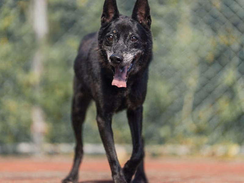 Black adult male mixed-breed dog, Medium, shelter no. …2801