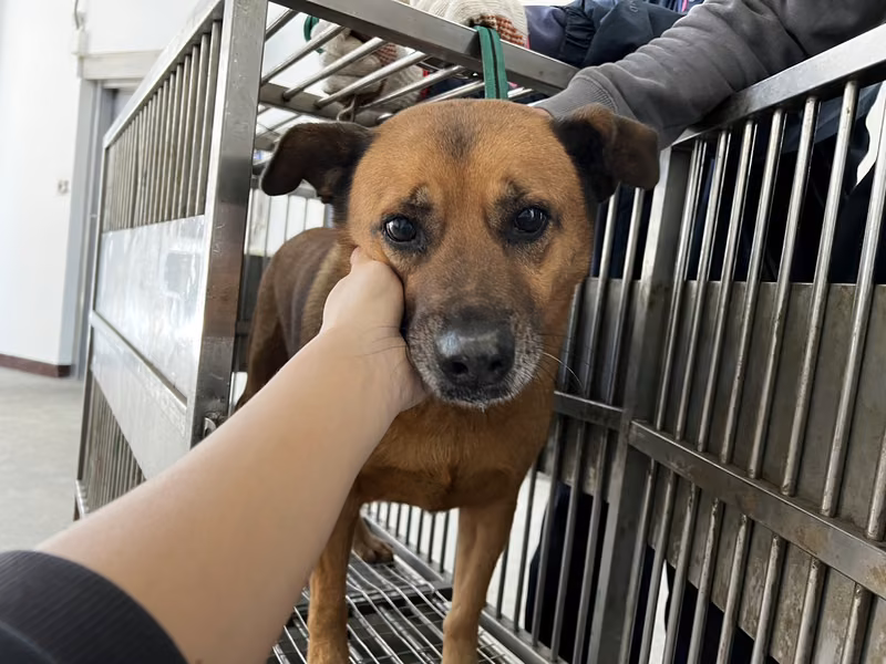 Tan adult male mixed-breed dog, Medium, shelter no. …2010