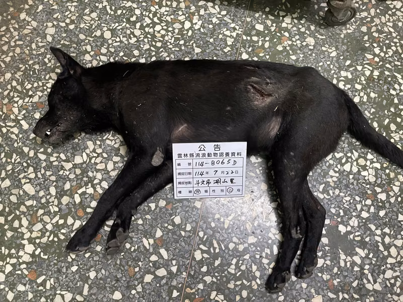 Black adult male mixed-breed dog, Large, shelter no. …065D