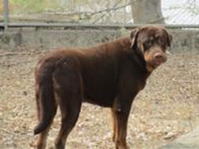 Brown adult male St. Bernard, Large, shelter no. …0202