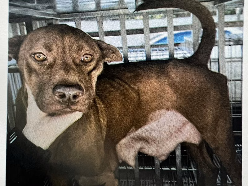 Brown adult female mixed-breed dog, Medium, shelter no. …5005
