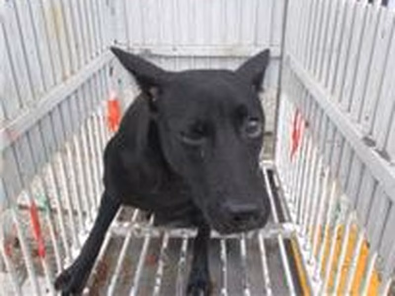 Black female mixed-breed dog, Medium, shelter no. …0015