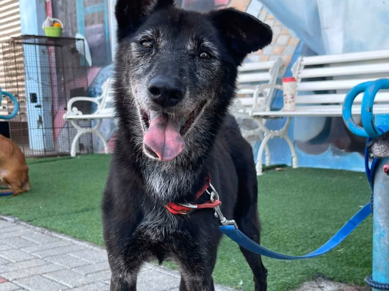 Black adult male mixed-breed dog, Medium, shelter no. …5-03