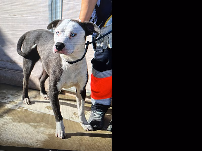 Rocky, Matanda na · Lalaki · pitbull
