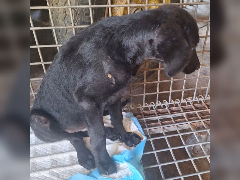 Black adult male mixed-breed dog, Large, shelter no. …036D