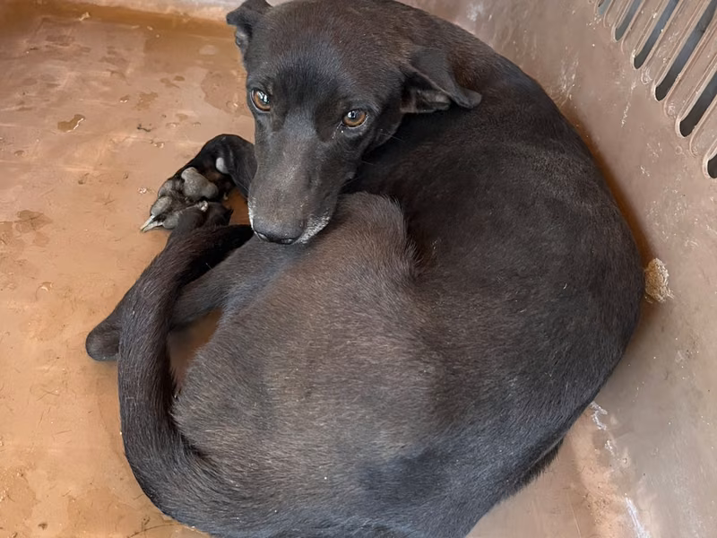 Black young female mixed-breed dog, Small, shelter no. …4001