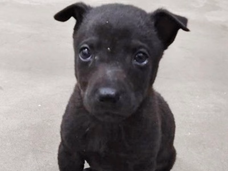Black young male mixed-breed dog, Medium, shelter no. …6002
