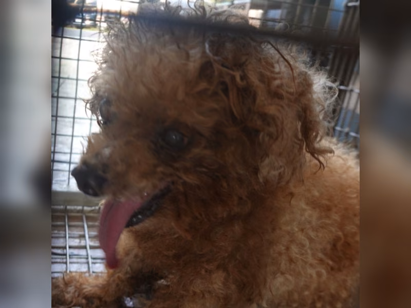 Brown adult female poodle, Medium, shelter no. …3-08