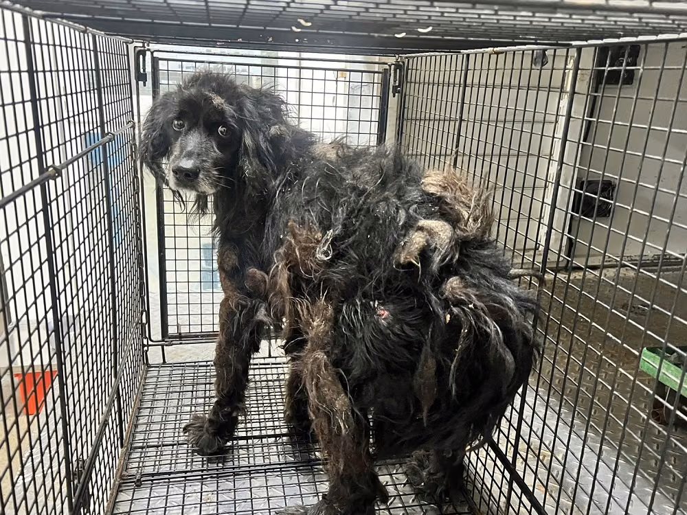 Black adult male mixed-breed dog, Medium, shelter no. …3002