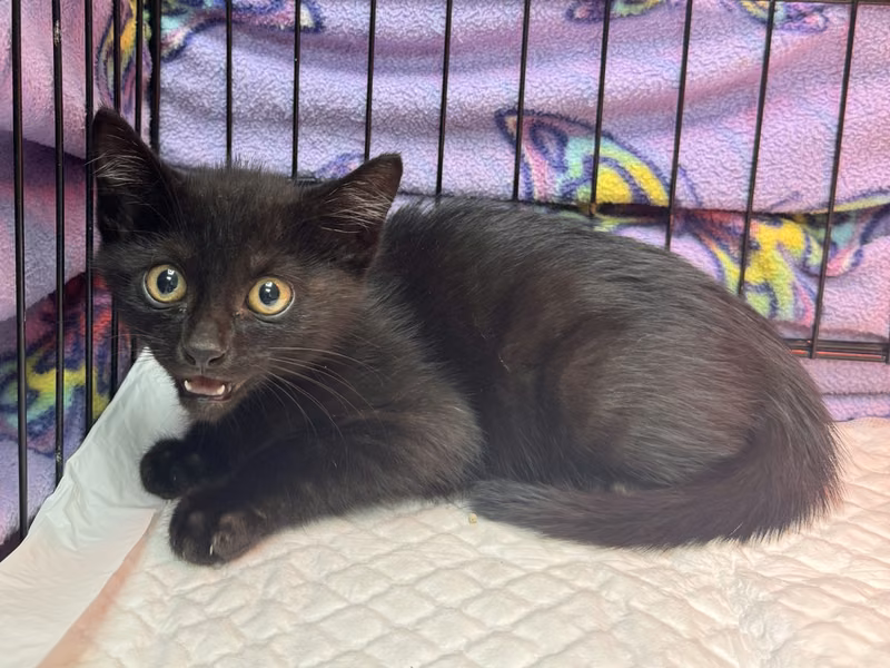 Black young male mixed-breed cat, Small, shelter no. …0003