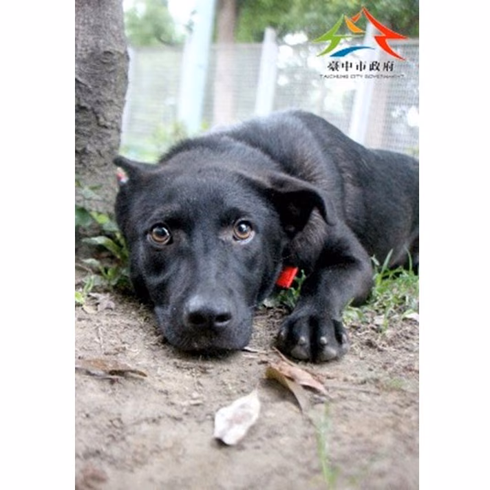 Black adult female mixed-breed dog, Large, shelter no. …6004