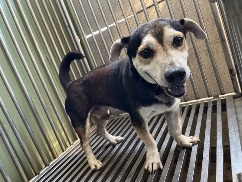 Black-and-white adult male mixed-breed dog, Medium, shelter no. …8001