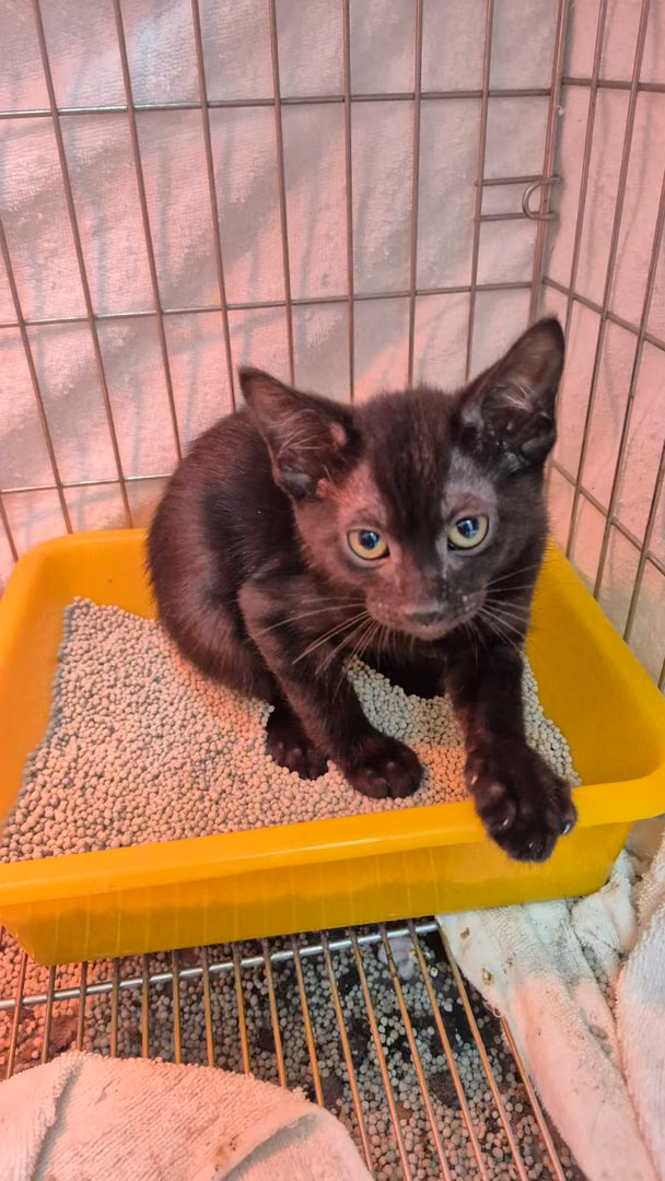 Black young male mixed-breed cat, Small, shelter no. …5004