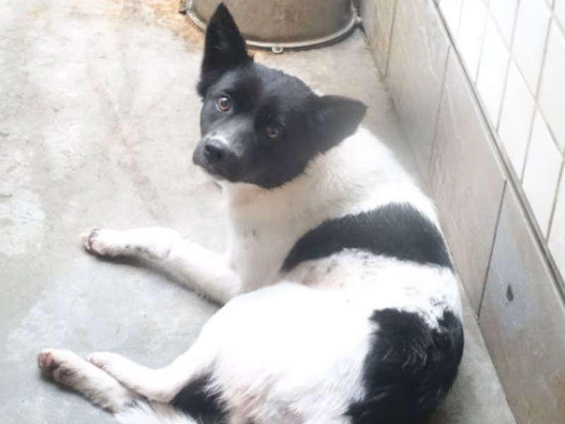 Black-and-white adult female mixed-breed dog, Large, shelter no. …0269
