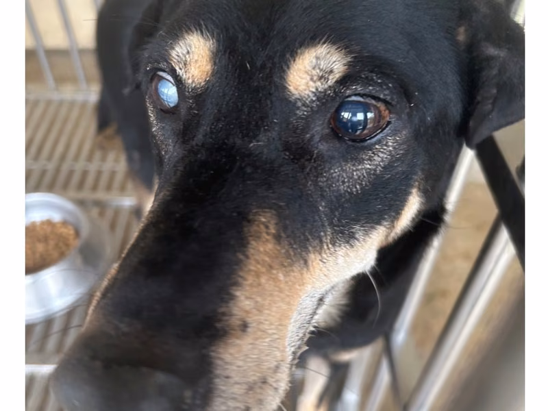 Black-and-tan adult male mixed-breed dog, Large, shelter no. …9020