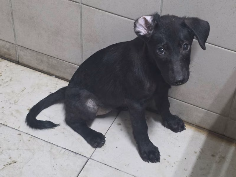 Black young female mixed-breed dog, Small, shelter no. …2925